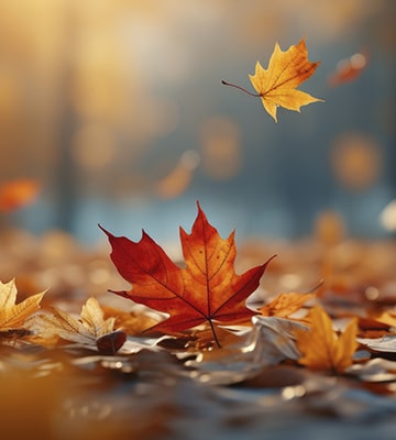 Fall